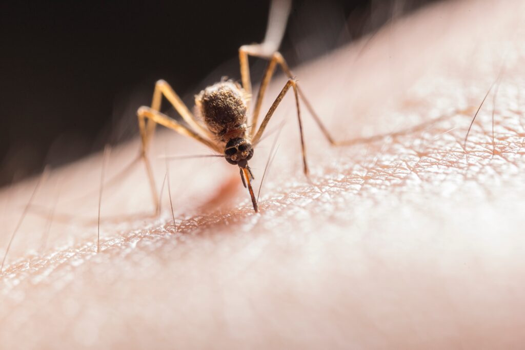 How To Bite A Mosquito Back