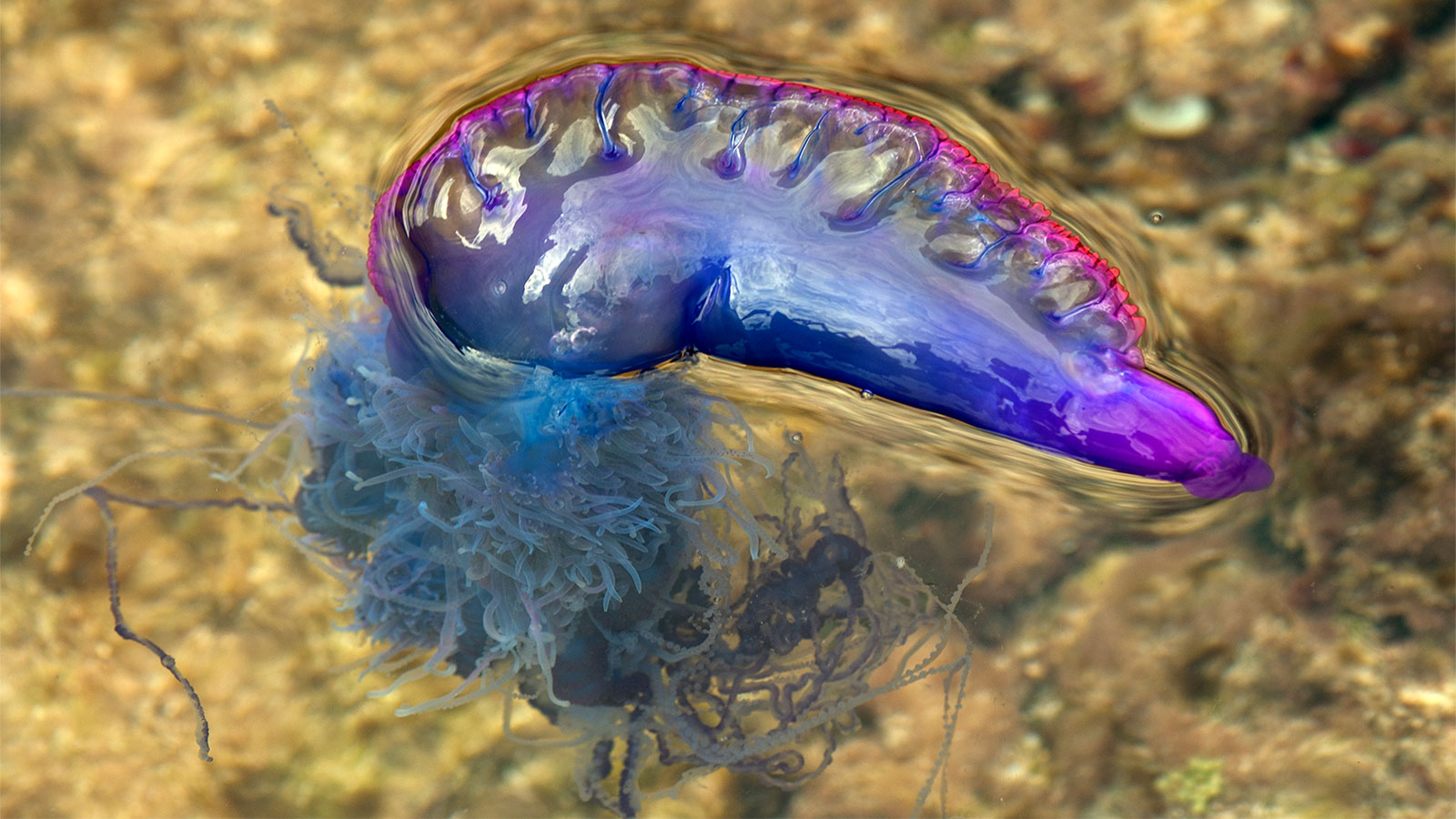 portuguese-man-of-war