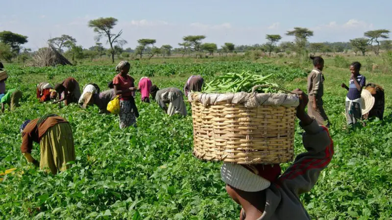 11 key challenges confronting agriculture in africa