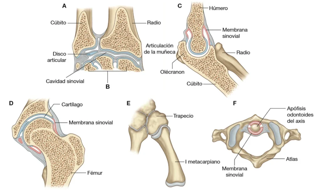 estructuras rigidas que le dan amplitud a los movimientos de las articulaciones