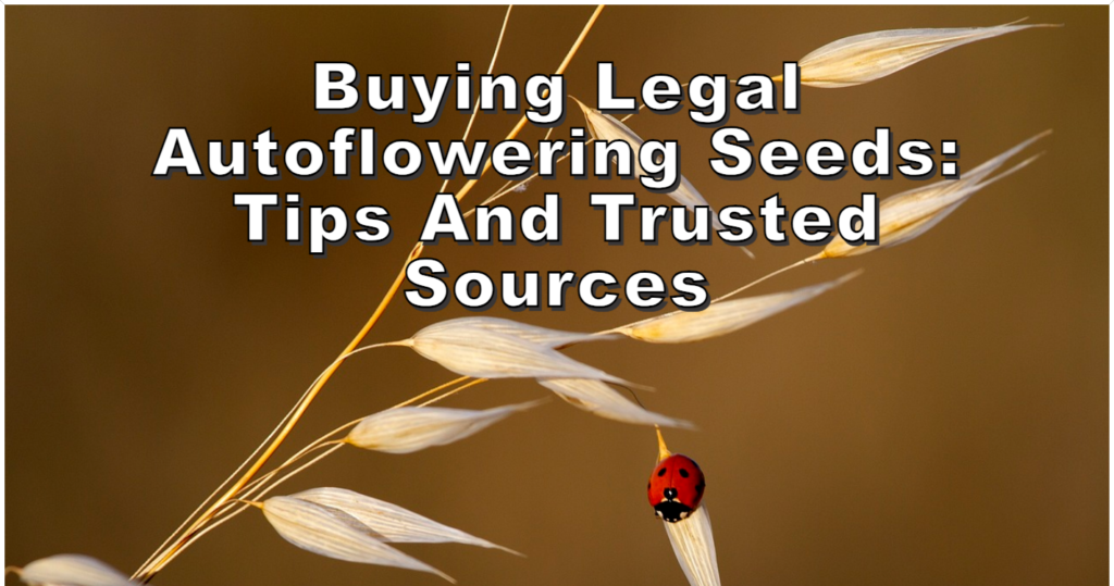 Buying Legal Autoflowering Seeds Tips and Trusted Sources