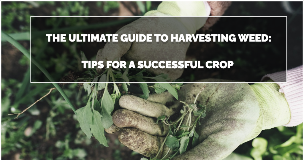 The Ultimate Guide to Harvesting Weed Tips for a Successful Crop