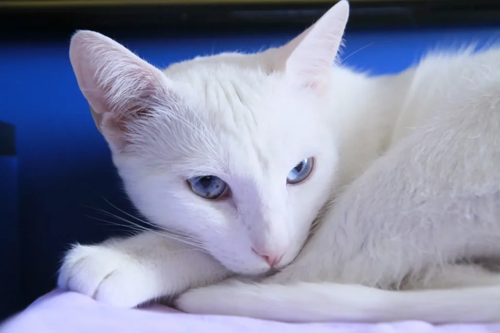 gato miando muito a noite