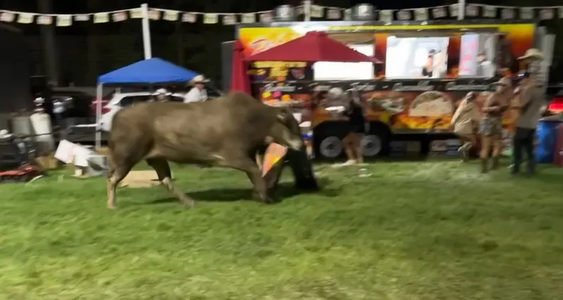 rodeo bull jumps fence