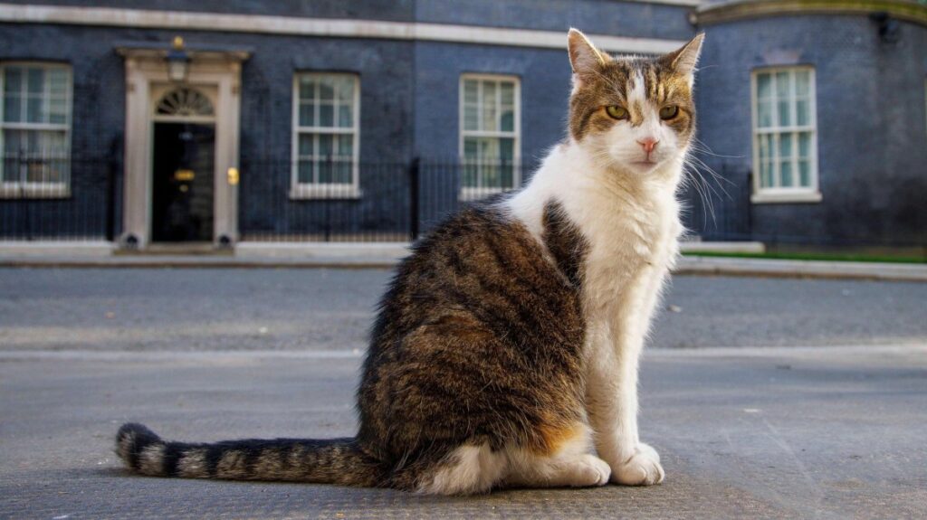 larry the cat downing street