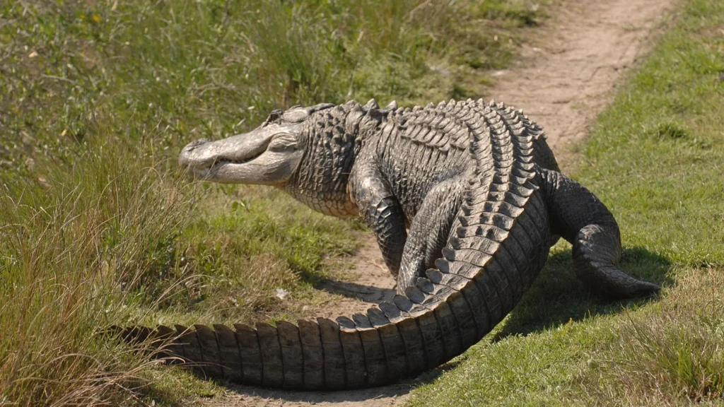 tybee island alligators