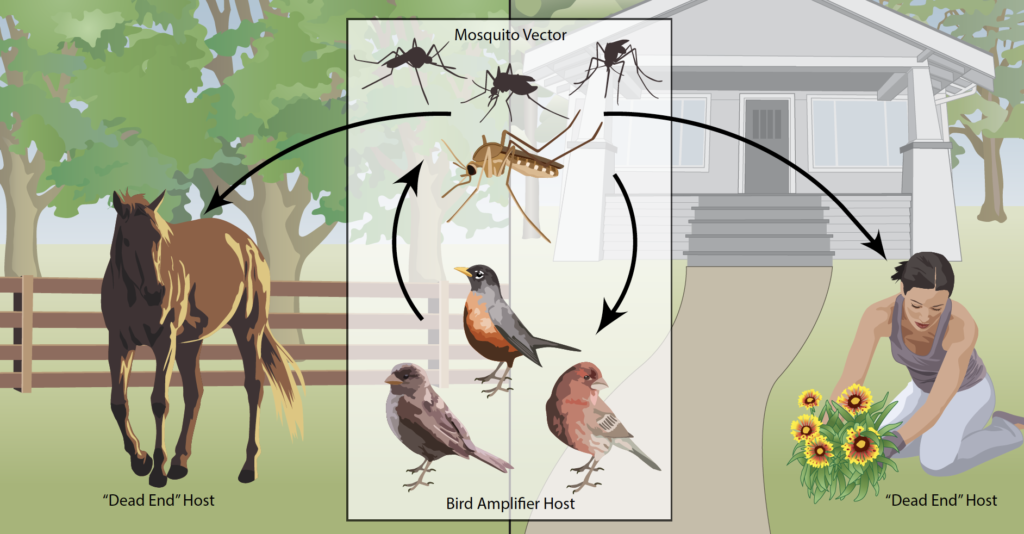 west nile virus