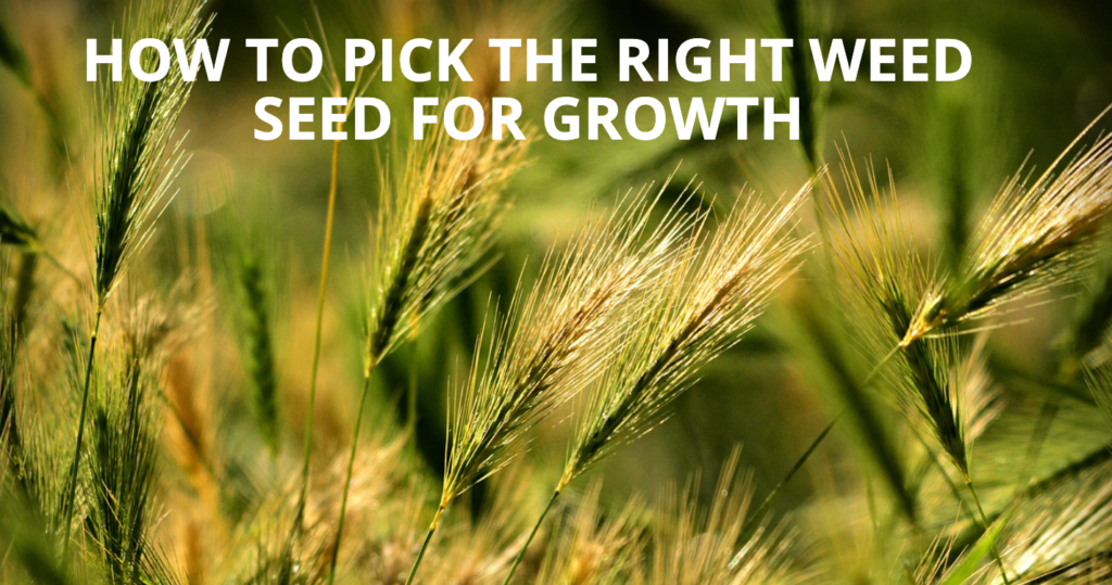 How To Pick The Right Weed Seed For Growth